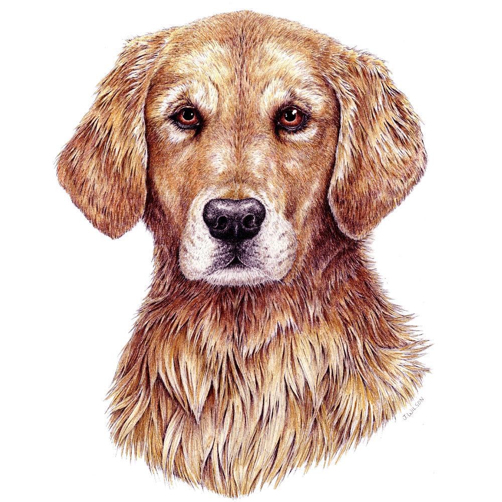 Golden Retriever Limited-Edition Print