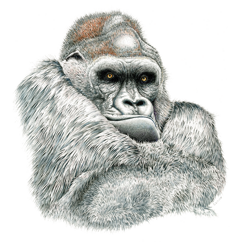 Gorilla Limited-Edition Print