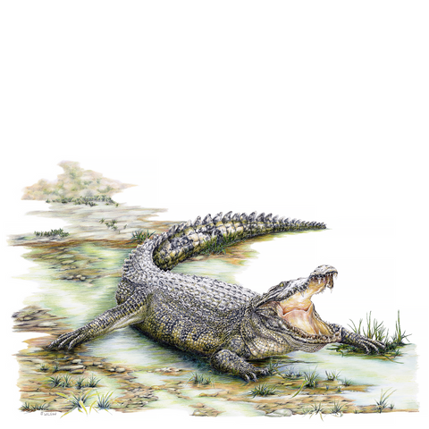 Growling Gator Limited-Edition Print