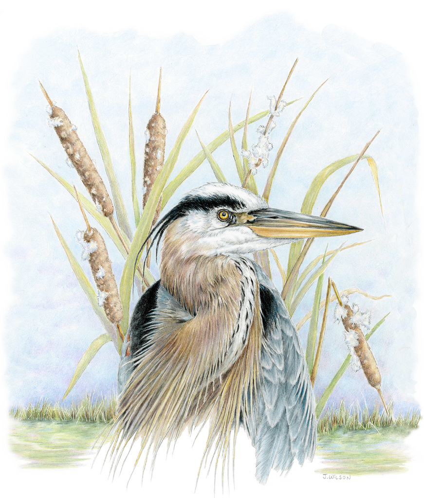 Great Blue Heron with Cattails Limited-Edition Print