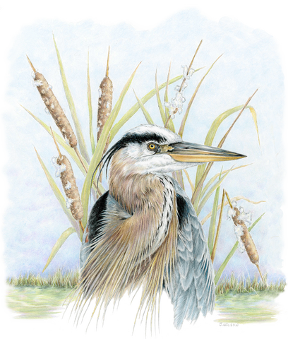 Great Blue Heron with Cattails Limited-Edition Print