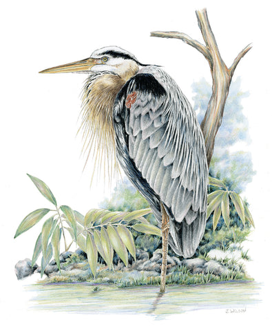 Great Blue Heron tucked Limited-Edition Print