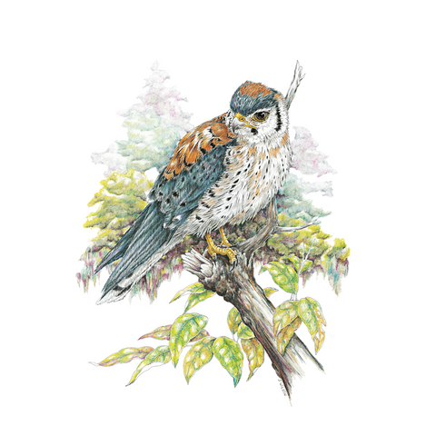 Kestrel Limited-Edition Print