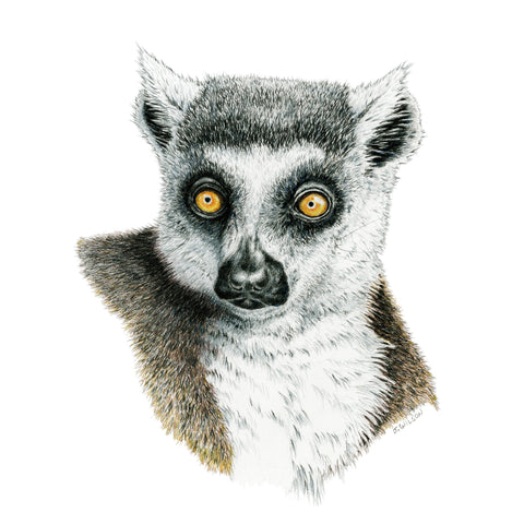 Lemur - Framed Original Drawing