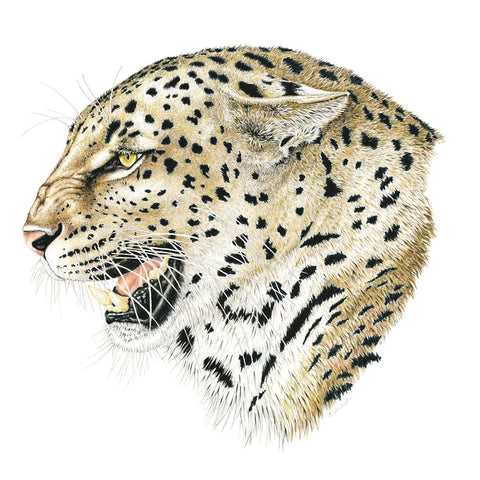 Leopard Profile Limited-Edition Print