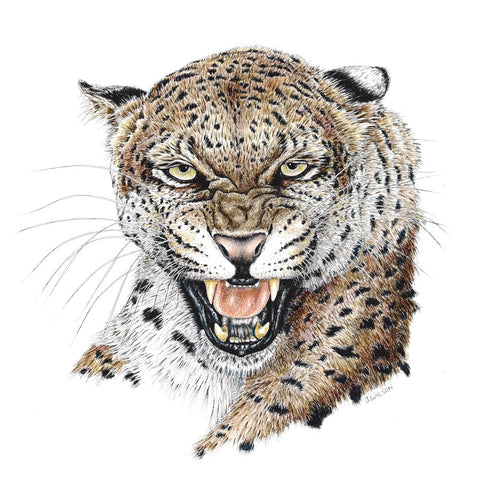 Leopard Slinking Drawing Limited-Edition Prints – Page 3 – Wildlife Drawings by Jim Wilson