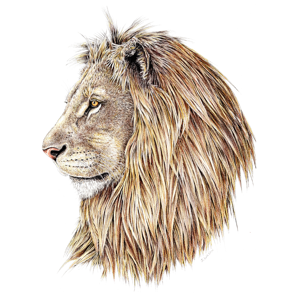 Lion Profile Limited-Edition Print