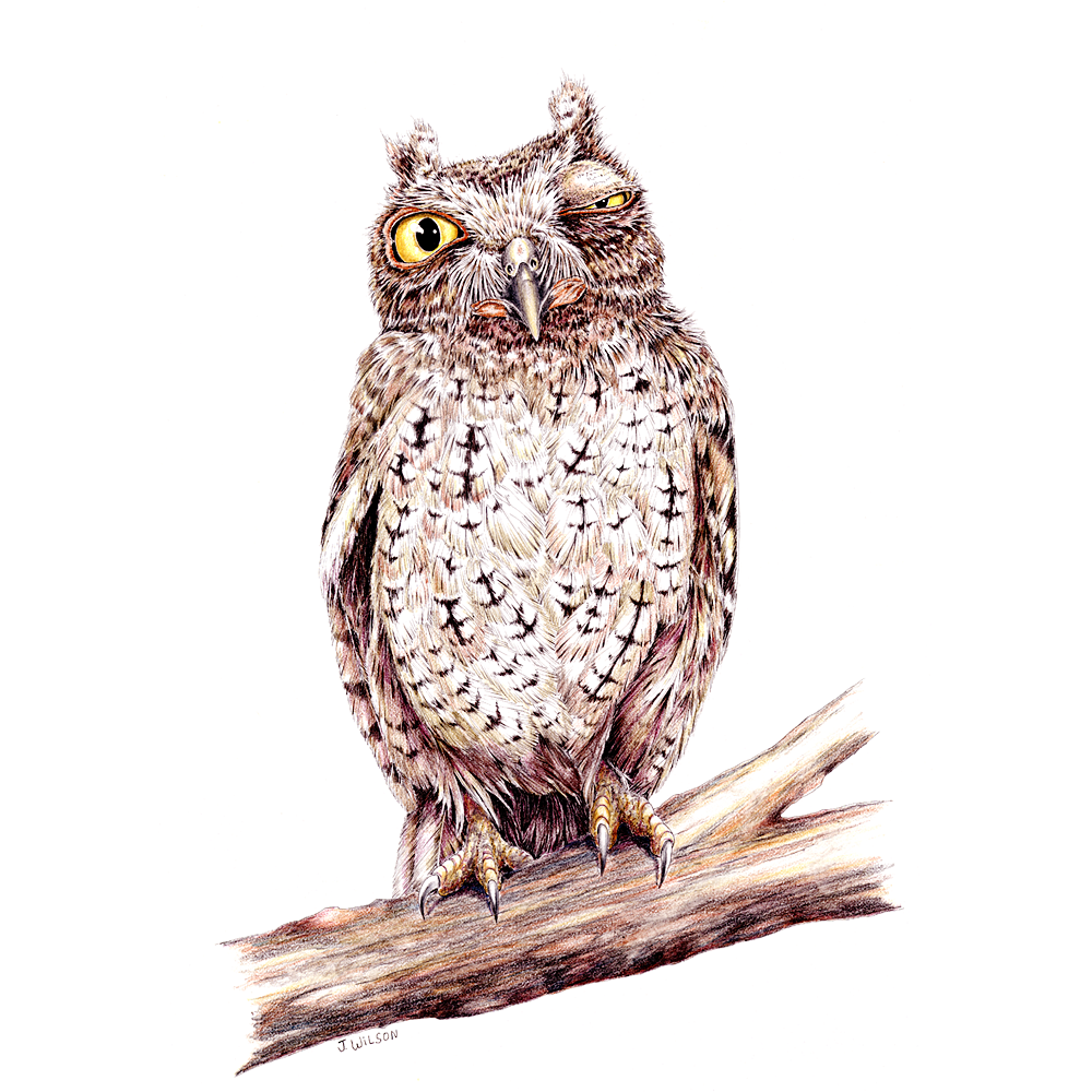 Owl Winking Limited-Edition Print