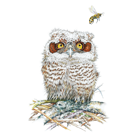 Owl and Bee Limited-Edition Print