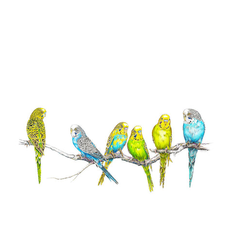 Parakeets Wildlife T-shirt