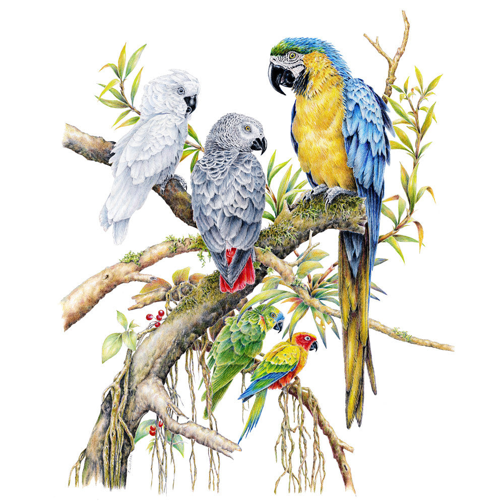 Parrot Grouping - Framed Original Drawing