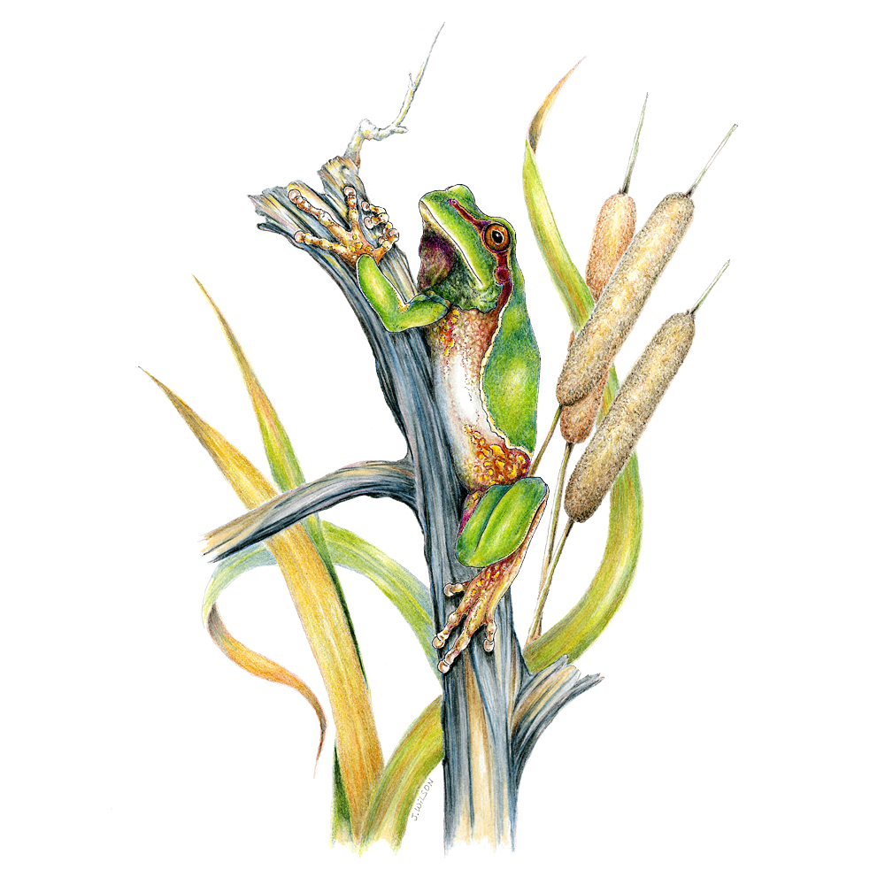 Pine Barrens Tree Frog Limited-Edition Print