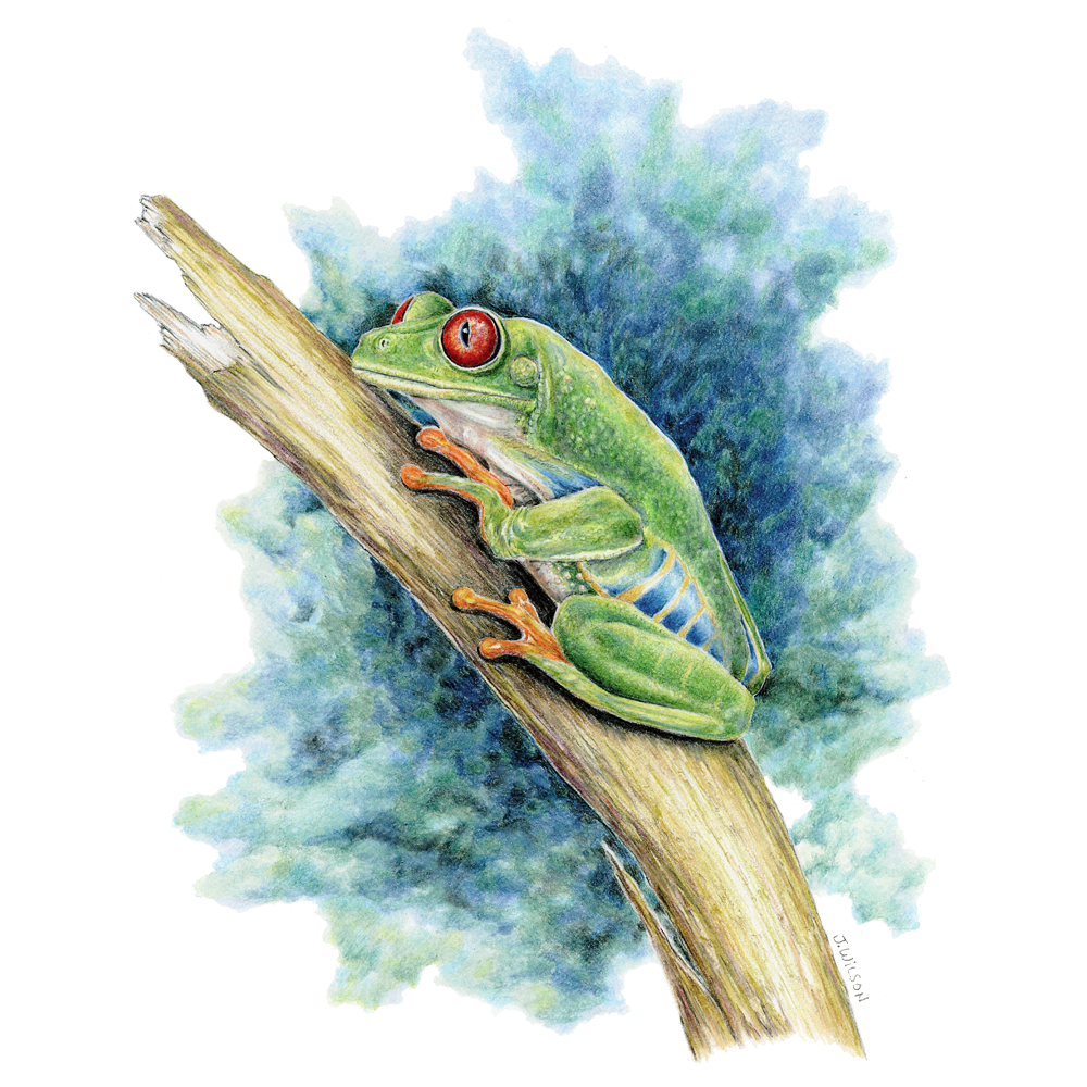 Tree Frog Drawin Tree Frog Drawings