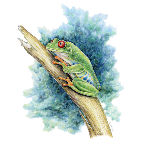 Red Eyed Tree Frog Limited-Edition Print