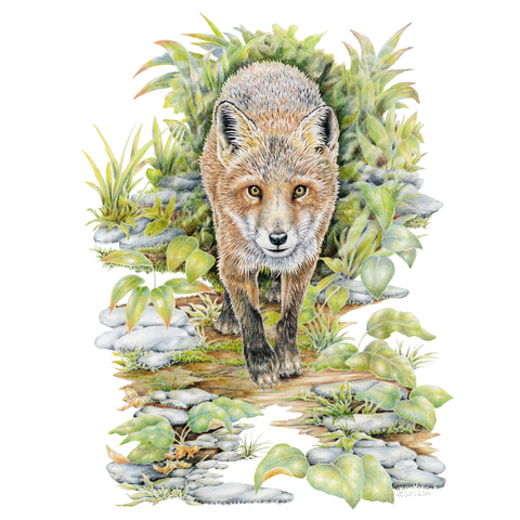 Red Fox Limited-Edition Print