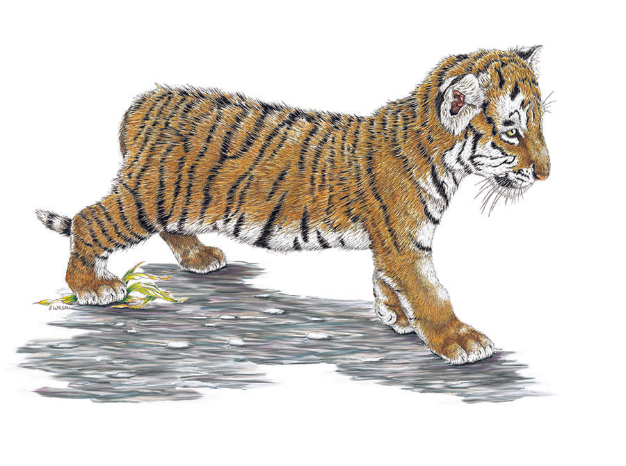 Tiger Cub Wildlife T-shirt