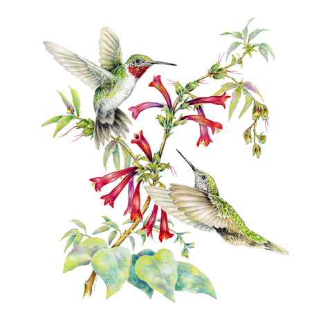 Two Ruby-Throated Hummingbirds Limited-Edition Print