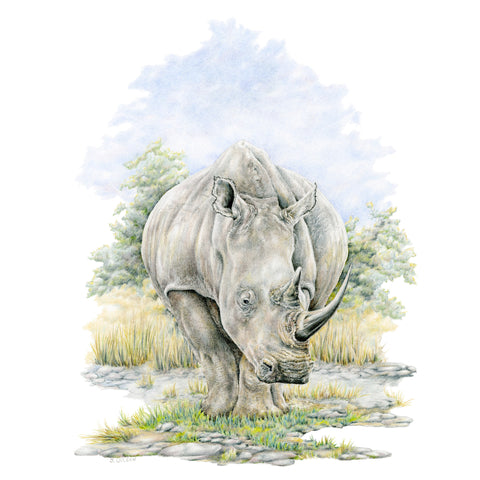 Rhino - Framed Original Drawing