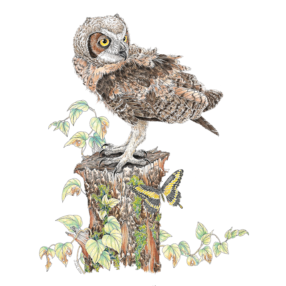 Young Great Horned Owl Limited-Edition Print