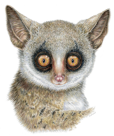 African Bushbaby Limited-Edition Print