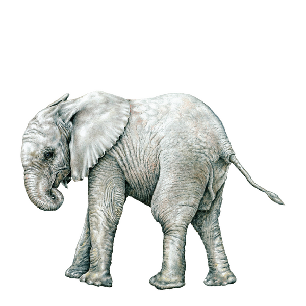 Baby Elephant Wildlife Art Cloth Face Mask