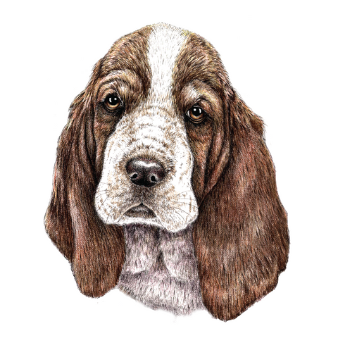Basset Hound Wildlife Art Cloth Face Mask