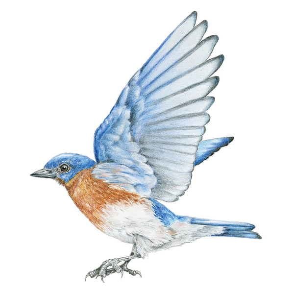 Bluebird Wildlife Art Cloth Face Mask