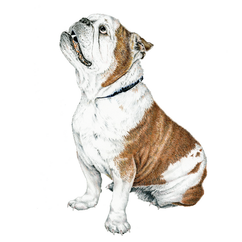 Bulldog Wildlife Art Cloth Face Mask