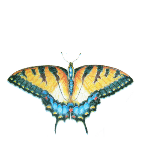 Butterfly Wildlife Art Cloth Face Mask