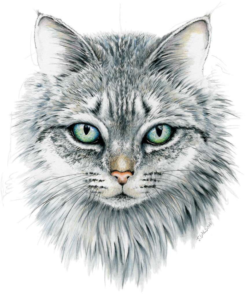 Cat Face Illustration High-Res Vector Graphic - Getty Images