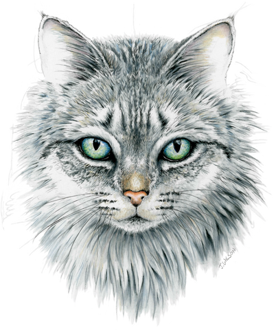 Domestic Cat Face - Framed Original Drawing