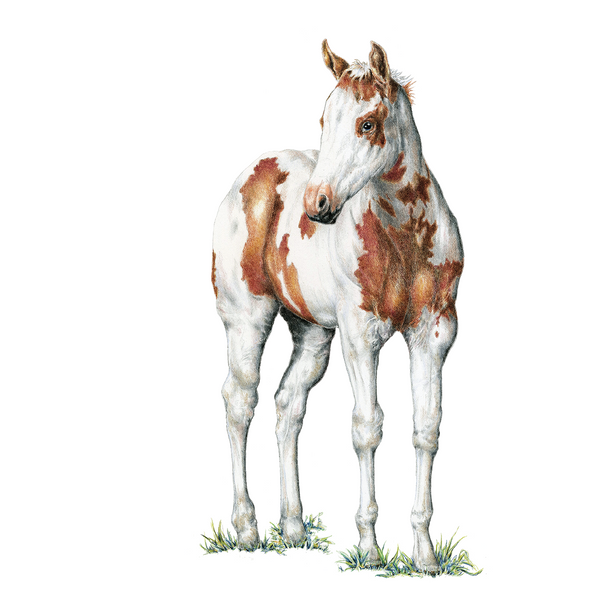 Colt Wildlife Art Cloth Face Mask