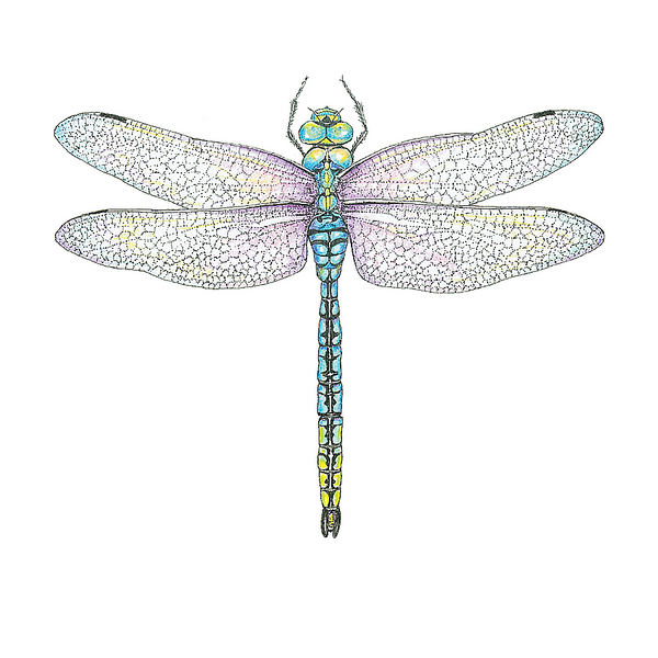 Dragonfly Wildlife Art Cloth Face Mask