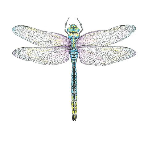 Dragonfly Wildlife Art Cloth Face Mask