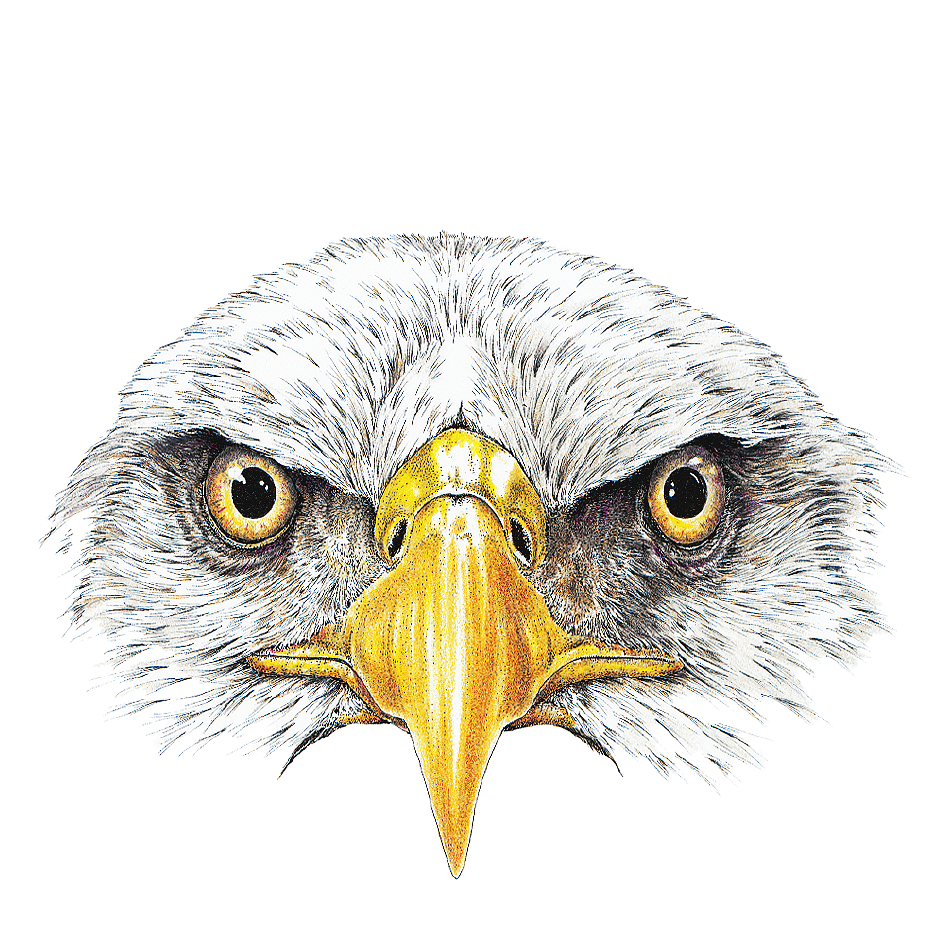 Eagle Eyes Wildlife Art Cloth Face Mask