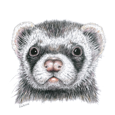Ferret Wildlife Art Cloth Face Mask
