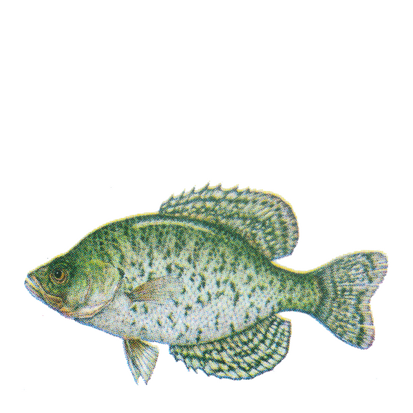 Fish Wildlife Art Cloth Face Mask