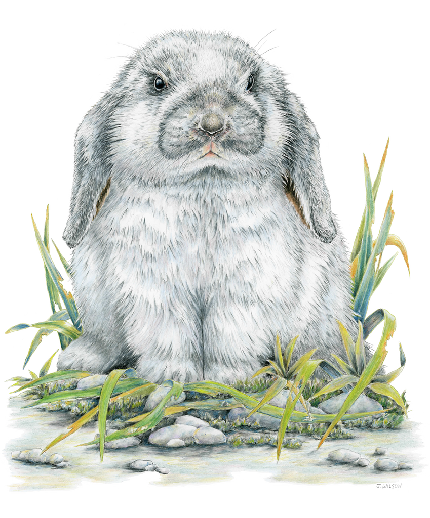 Flop Eared Rabbit- Framed Original Drawing – Wildlife Drawings by Jim ...