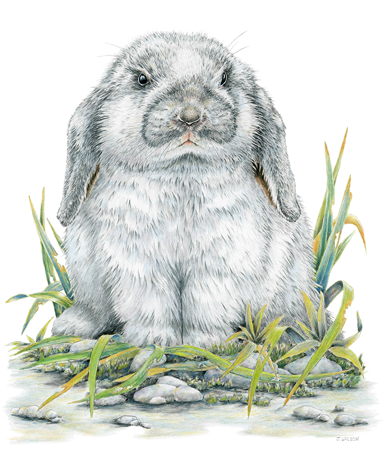 Flop Eared Rabbit  Wildlife T-shirt