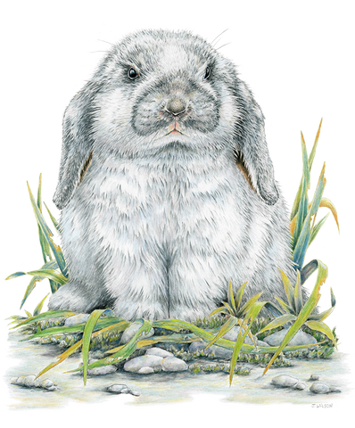 Flop Eared Rabbit  Wildlife T-shirt