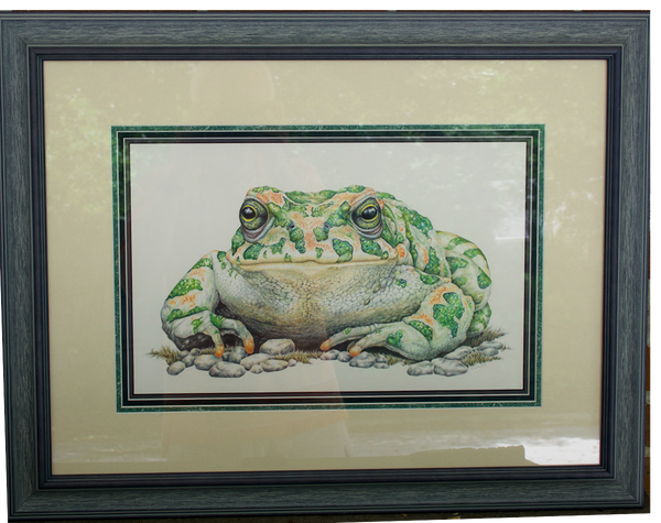 Green Toad- Framed Original Drawing