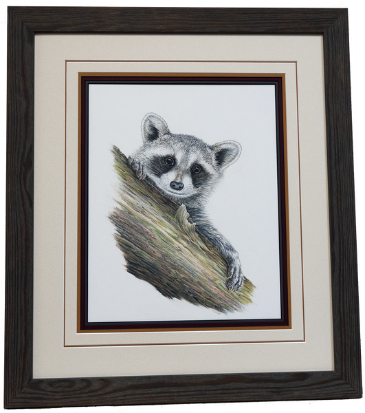 Raccoon Framed Original Drawing