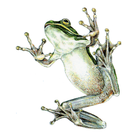 Frog Bottom Wildlife Art Cloth Face Mask