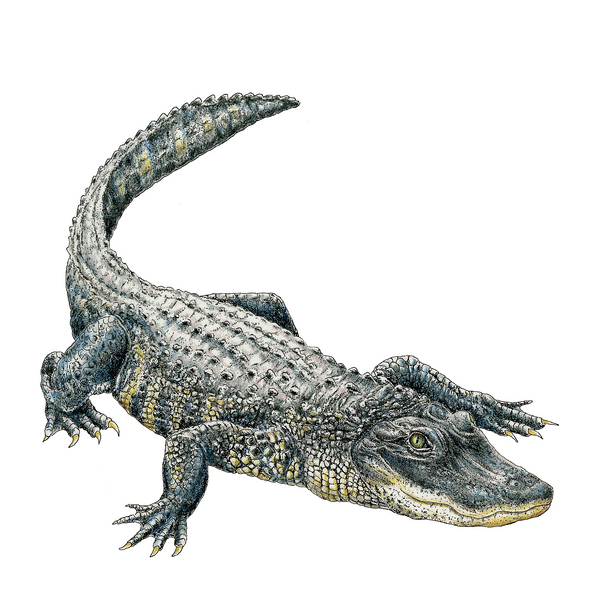 Gator Wildlife Art Cloth Face Mask