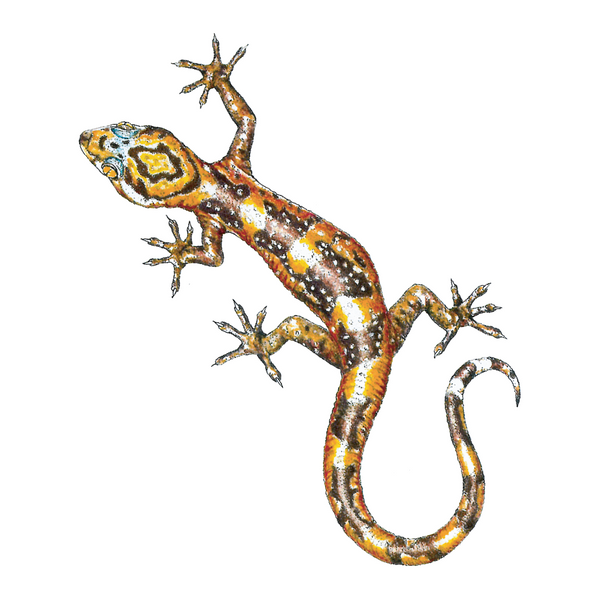 Gecko Wildlife Art Cloth Face Mask