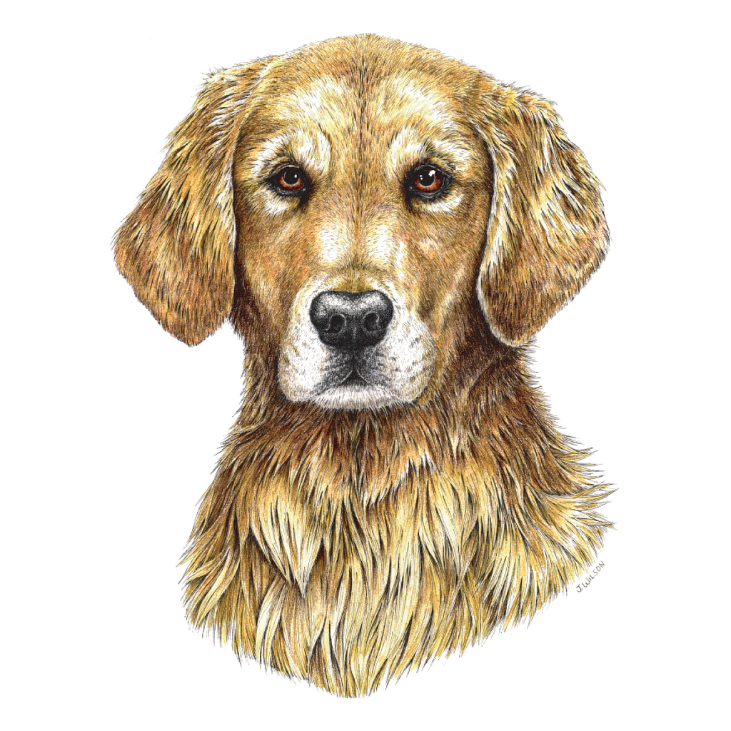 790+ Golden Retriever Drawing Stock Photos, Pictures & Royalty-Free Images  - iStock | Golden retriever cartoon