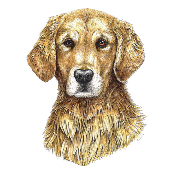 Golden Retriever Wildlife Art Cloth Face Mask