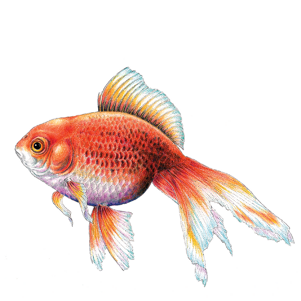Goldfish Wildlife Art Cloth Face Mask