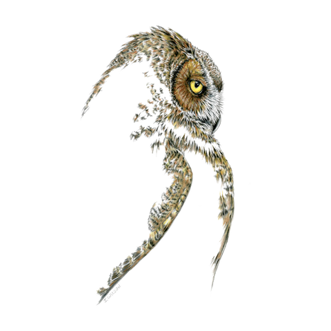 Great Horned Owl Profile-Limited Edition Print