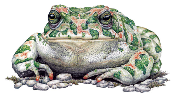 Green Toad- Framed Original Drawing
